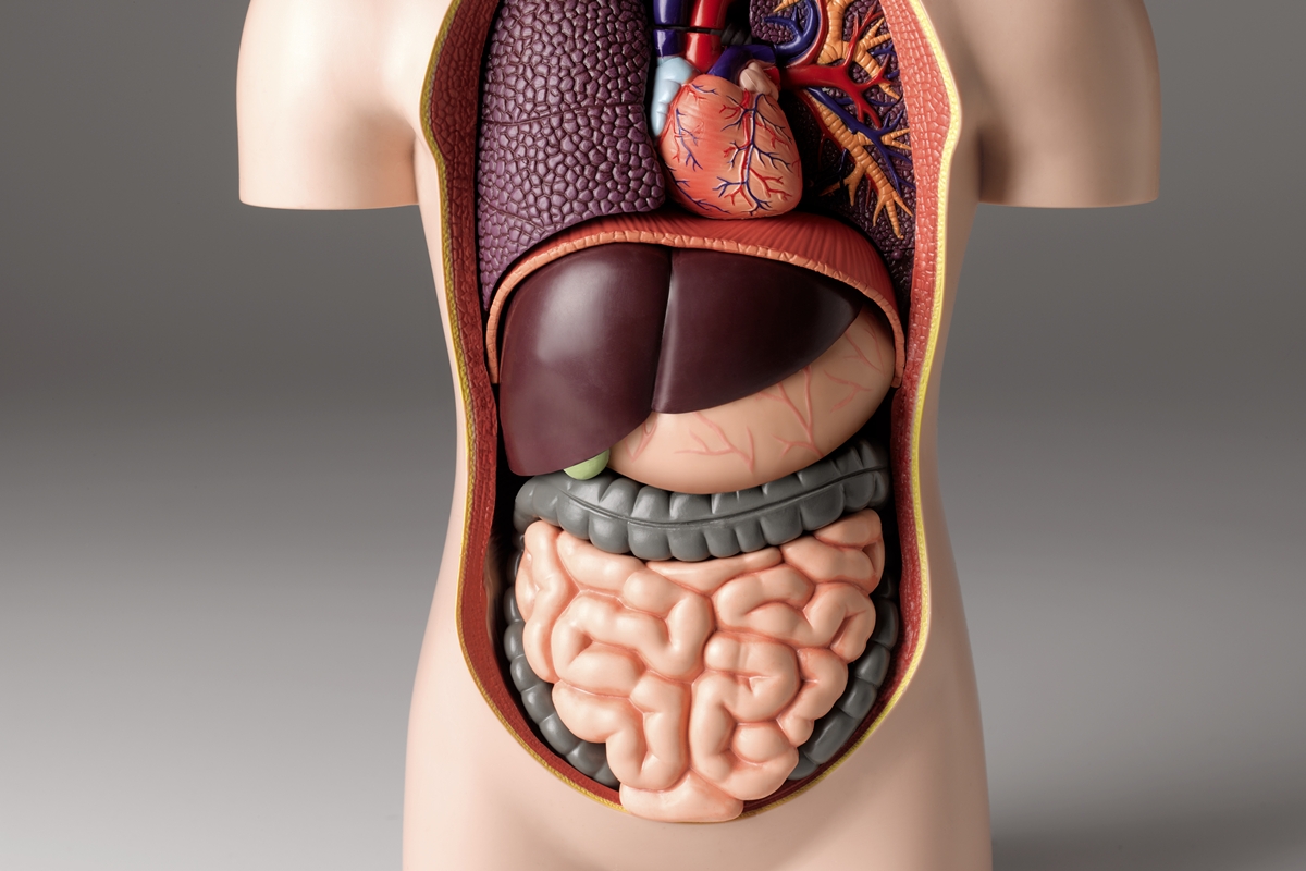 Foto colorida de sistema digestivo humano - Água com gás, chá ou suco de fruta? Saiba o que atrapalha a digestão - Metrópoles