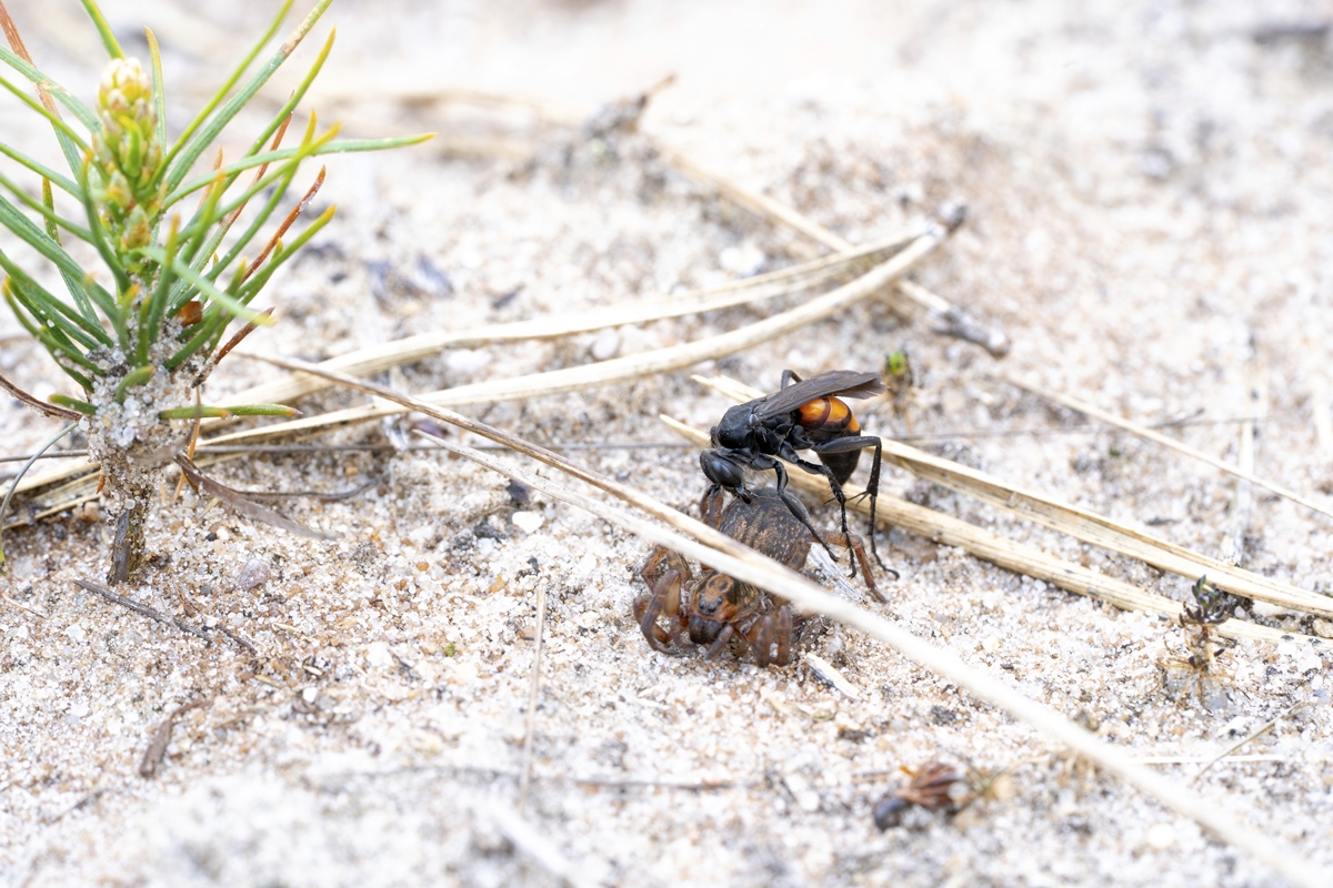 Imagem colorida de vespa atacando aranha - Metrópoles