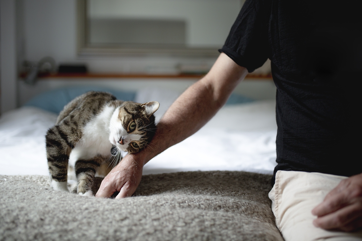 Gatos se Esfregando: O Segredo Por Trás do Carinho Que Você Precisa Saber!