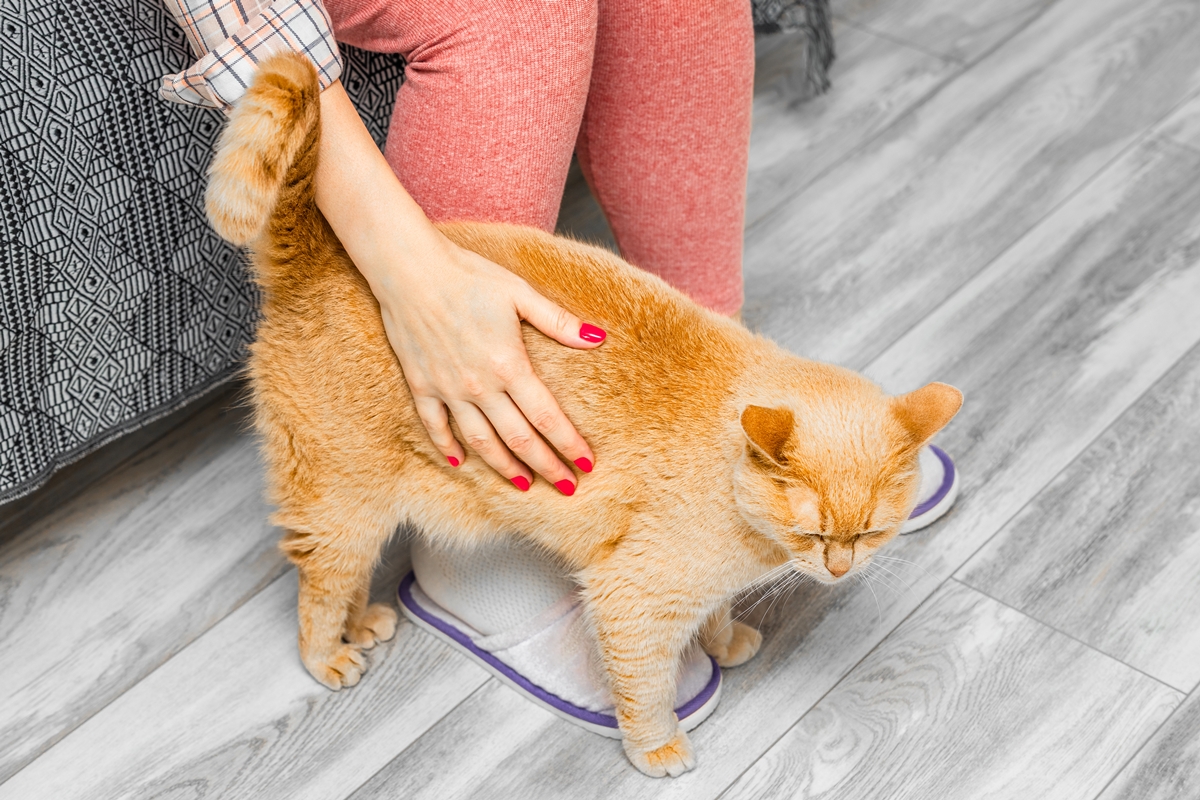 comportamento dos gatos de se esfregar