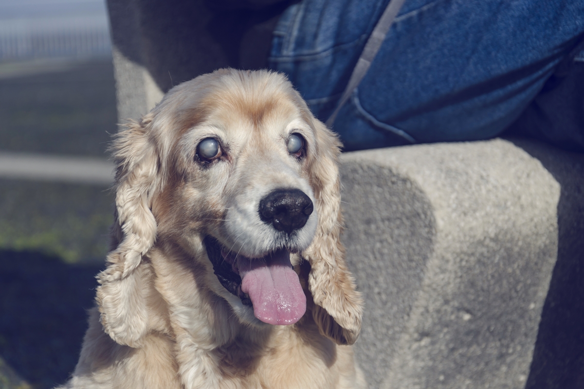 cachorro com catarata