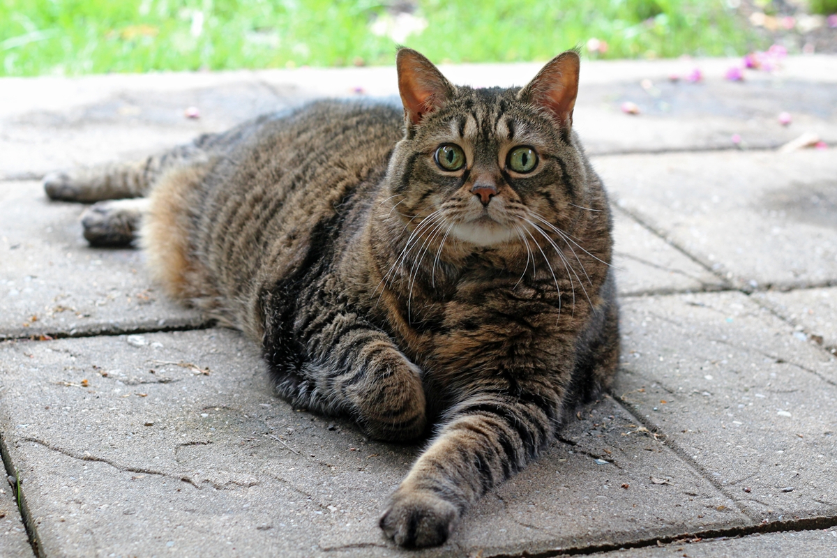 gato com obesidade