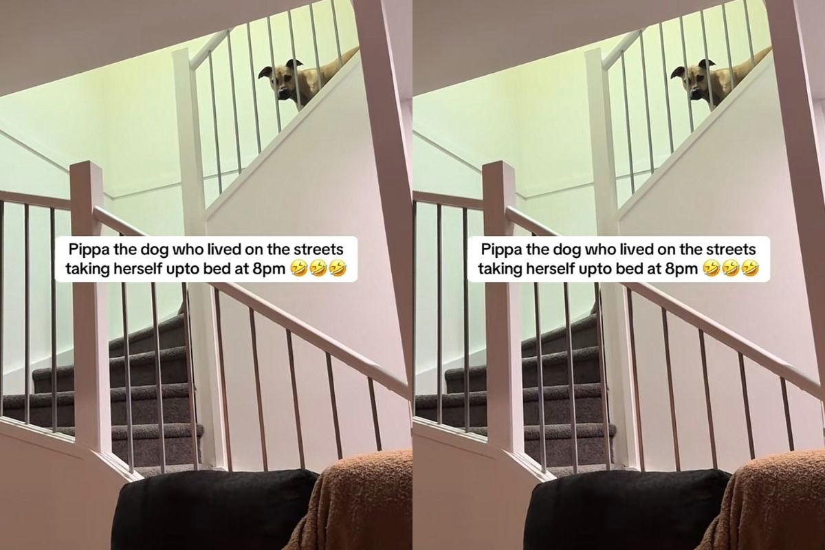 cadela que preferiu dormir