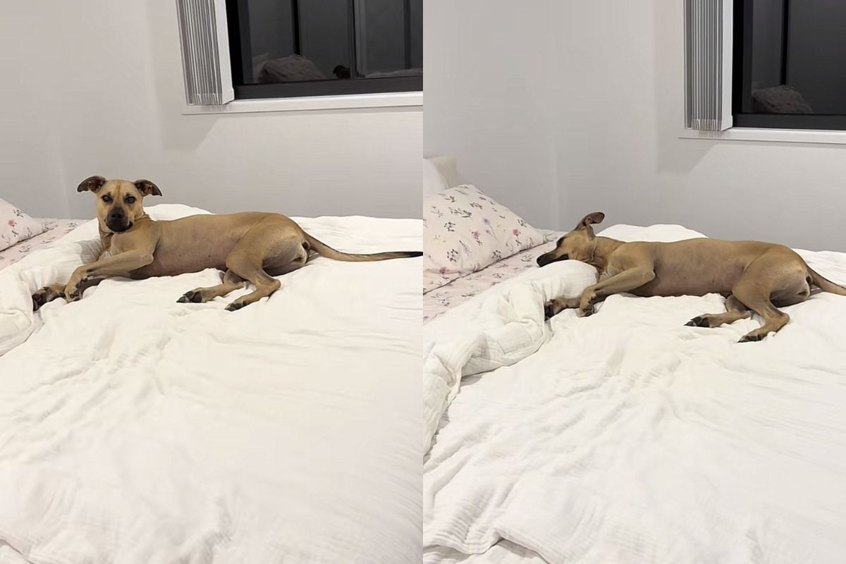 Cadela resgatada viraliza com rotina de sono de princesa