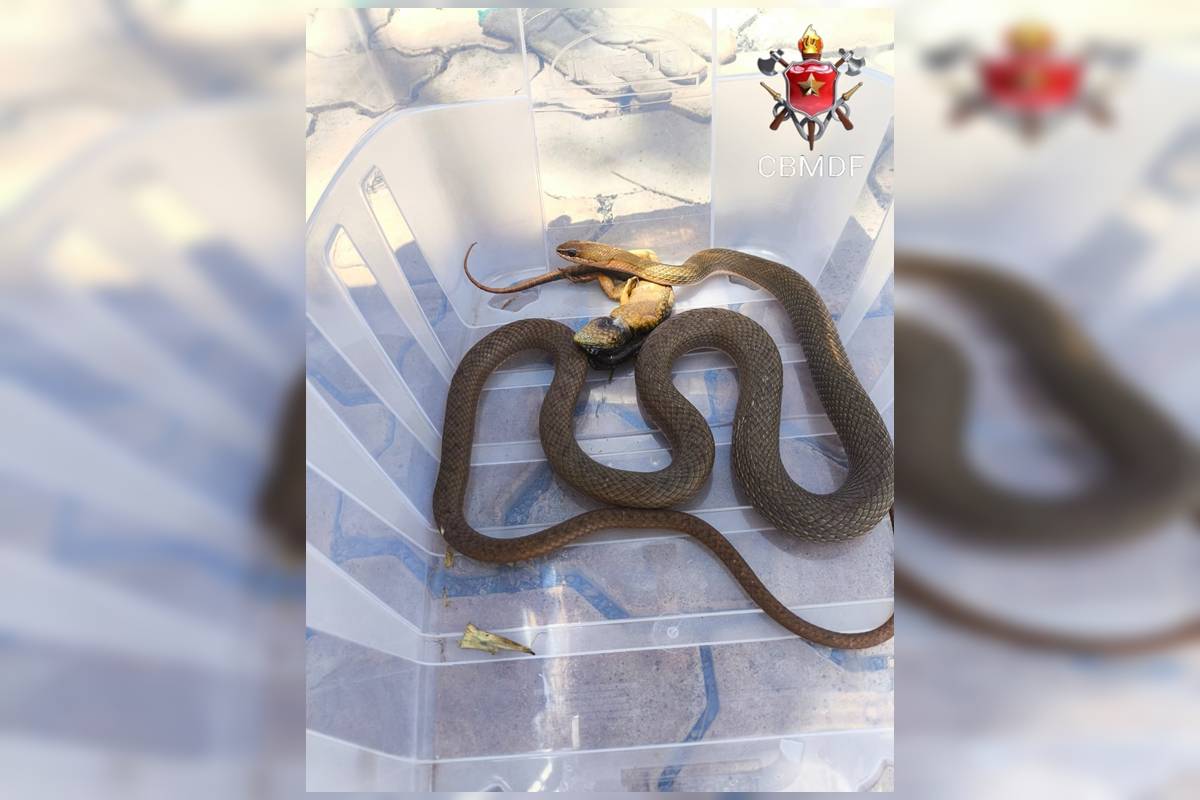 Cobra come animal em quintal de casa em área nobre do DF e é resgatada
