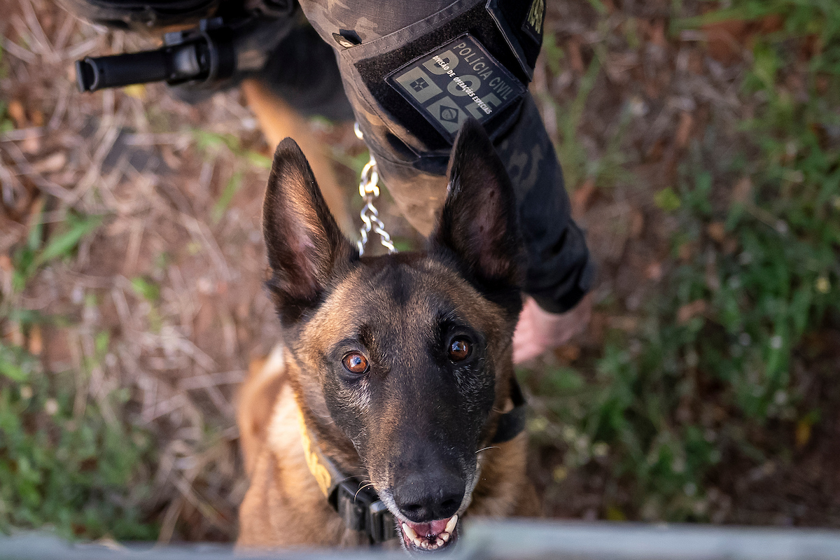 K9: Conheça os Cães Policiais Incríveis da PCDF que Desvendam Crimes!