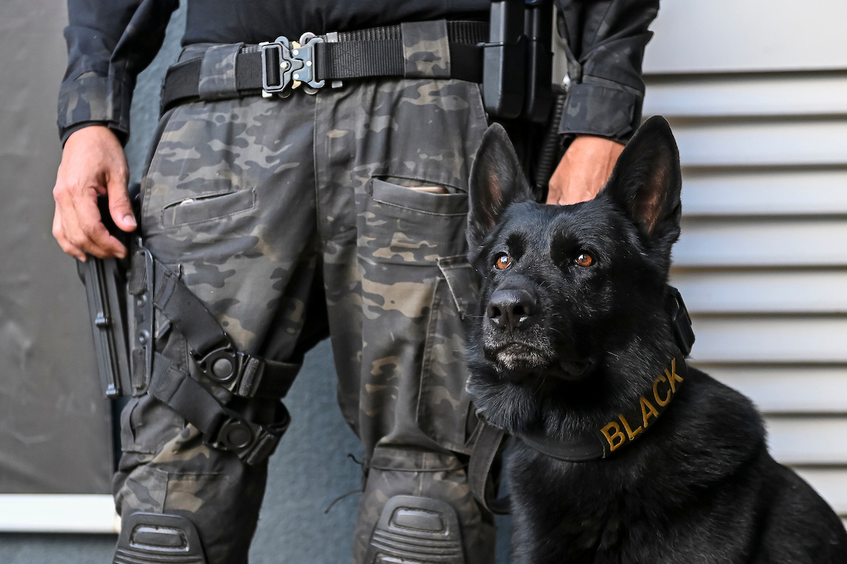 Inacreditável! Cães Policiais da PCDF Revelam Esconderijos de Drogas que Você Jamais Imaginaria