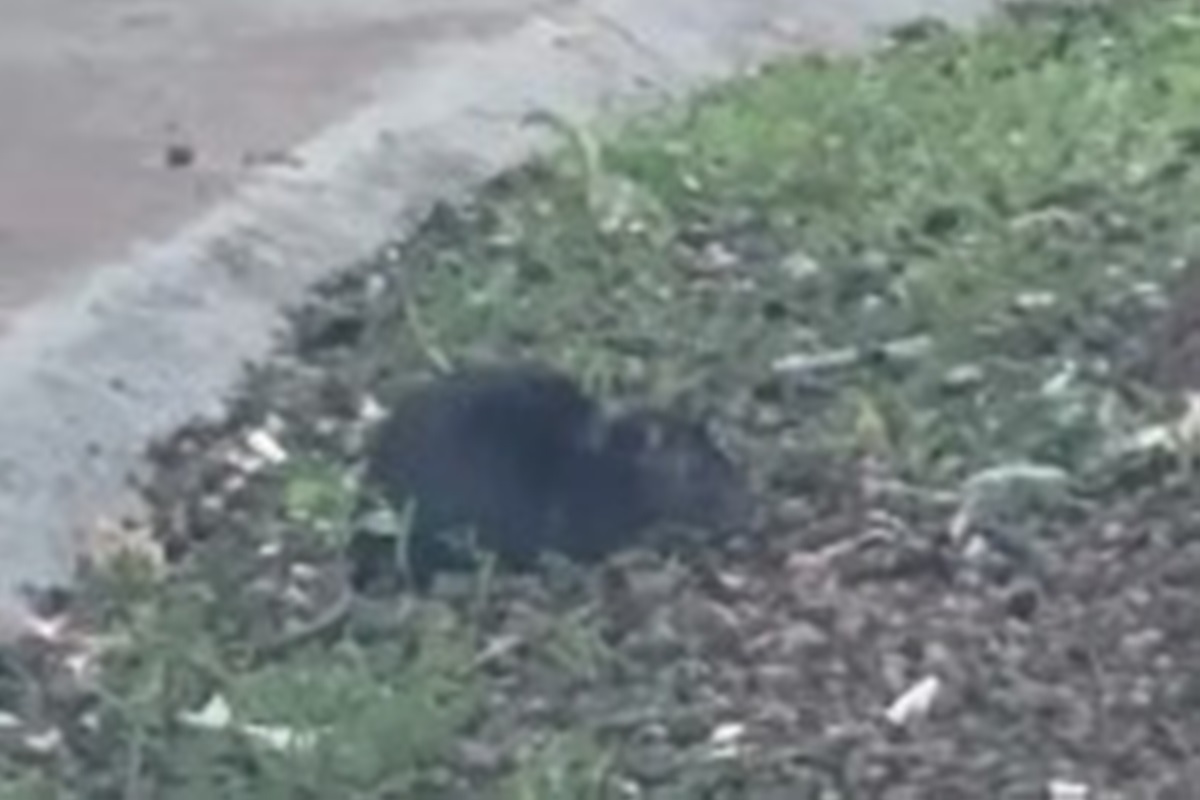 Ratos, baratas e entulho: servidores denunciam caos em hospital do DF