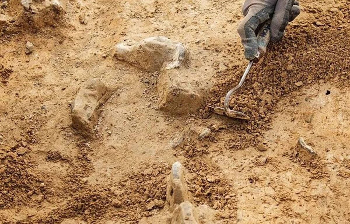 Russos descobrem árvore fossilizada com 385 milhões de anos